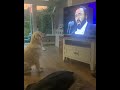 Dog singing along to pavarotti  bestdogslifeuk  nessun dorma  funny dog pet  opera dog