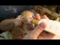 Bottle Feeding a Kitten