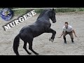Top beautiful murgese horse in the world
