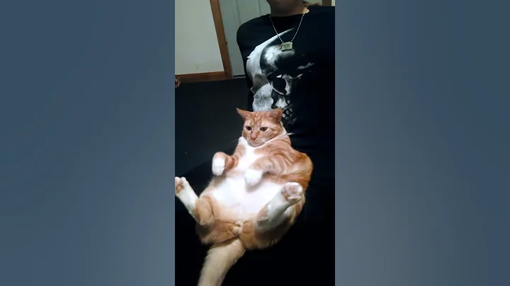 Cat bounce