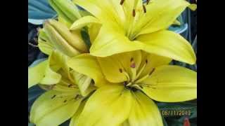 Lily - 百合花