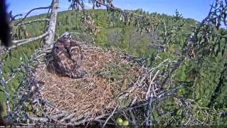 2015 05 28 17h02m50s juras erglis MaleFliesAroundNestTreeKicksSideBranchBringsFishLeaves