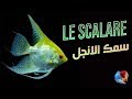  سكالير