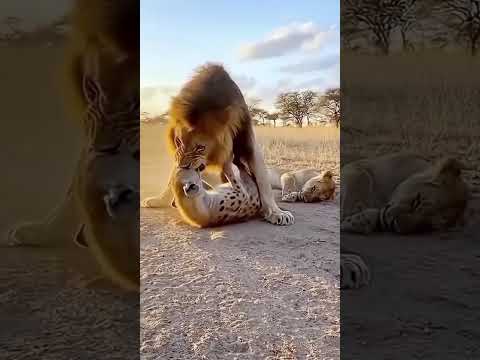 الأسد أمسك الضبع         