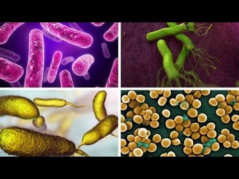 A qué reino pertenecen las bacterias