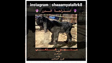 ماعز الشامي النادر المالك عبدالله التركيت المنتج عبدالله التركيت 