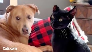 Cat Identifies As A Dog | The Cat Chronicles by The Cat Chronicles  2,970 views 3 weeks ago 3 minutes, 31 seconds