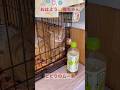 ビビりのムー君　慣れ慣れ猛特訓中です。応援してね。去年の夏に空港のおじさんのところから保護して来たんですけど、なかなか慣らしてあげられず、一歳になろうとしてます。