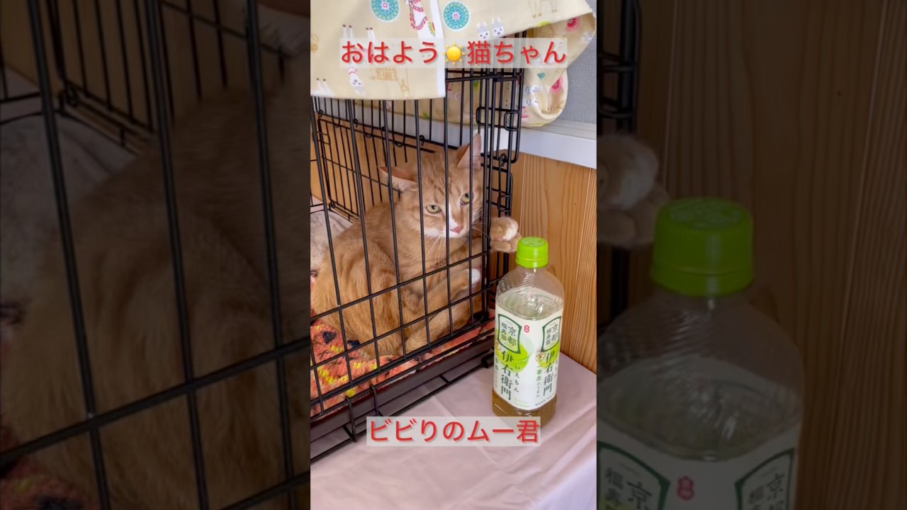 ビビりのムー君　慣れ慣れ猛特訓中です。応援してね。去年の夏に空港のおじさんのところから保護して来たんですけど、なかなか慣らしてあげられず、一歳になろうとしてます。