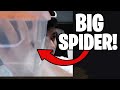 George Catches a SPIDER in his room (Proof)