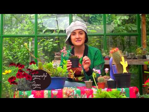 გრაფტოპეტალუმი-სუკულენტი რომელიც საოცარი ყვავილებით გამოირჩევა