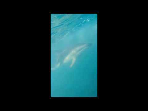 Video: La Nuova Zelanda Vieta Il Nuoto Con I Delfini