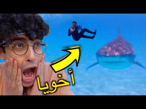 أفريكانو | سبحت مع اخطر قرش في العالم 🦈