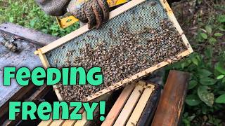 ⭐June Hive Management That Prevents Colony Loss