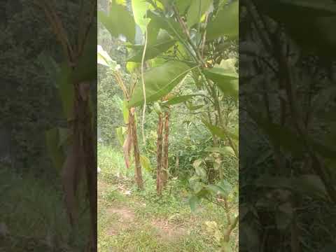 Lagu pinih arepan by tut sana