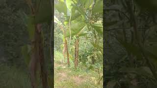 Lagu pinih arepan by tut sana