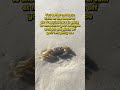 You’ve been warned! #ghostcrab #leaveonlyfootprints #emeraldcoast