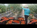 Cultiver 10 000 livres de tomates biologiques dans une serre  tunnel lev