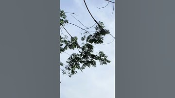 Nawang Jagad, Jogja. Salah satu spot untuk melihat merapi. #jogja #yogyakarta #merapi #gunungmerapi