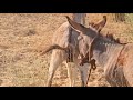 Donkey Breeding Video 