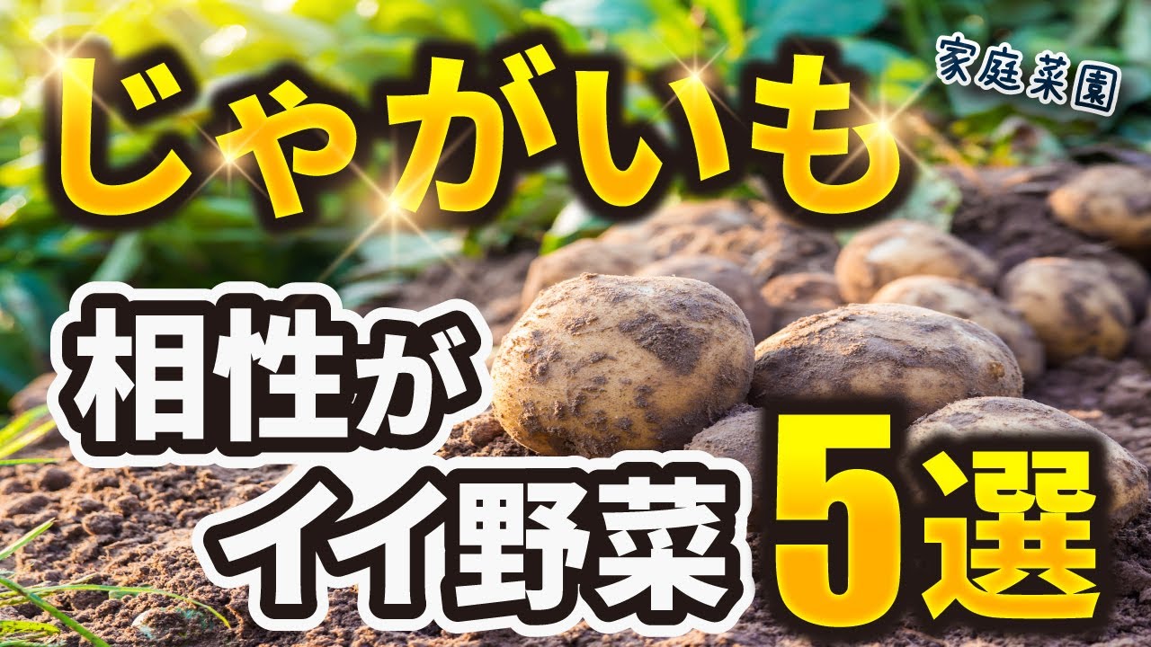 家庭菜園春じゃがいも 一緒に育てると おいしくなる野菜の組み合わせ ファームラン 家庭菜園春じゃがいも 一緒に育てると おいしくなる野菜の組み合わせ ファームラン