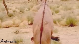 Donkey Meeting Video #success #animals #viralvideo #youtube @animalshome467 @AnimalHT2721 