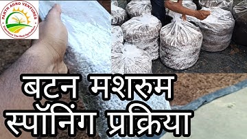 Button mushroom spawning process, compost bag ready with spawn