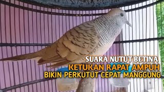 Perkutut Betina memanggil jantan Suara bersahutan perkutut lokal gacor , Ampuh untuk PANCINGAN