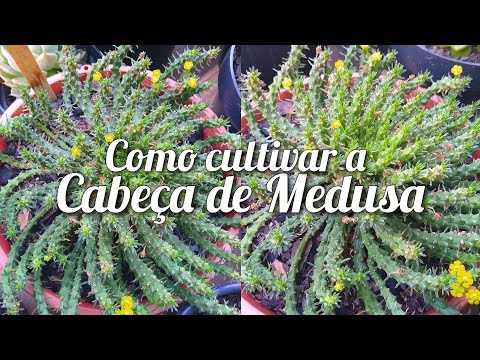 Vídeo: O que é a cabeça da Medusa Euphorbia - dicas sobre como cuidar das plantas da cabeça da Medusa