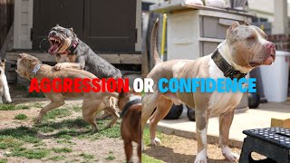 Rise Above Aggression: Build Confidence (Building a Protection Dog)