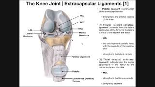 Knee Extracapsular Ligaments | Patellar Ligament, MCL, & LCL