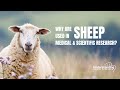 Why are sheep used in medical &amp; scientific research?