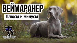 ✔ Веймаранер за и против. Плюсы и минусы породы. Кому не подойдёт веймаранер?