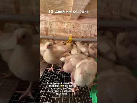 Цыплята бройлера Кобб