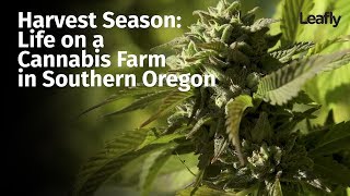 Harvest Season Life On A Cannabis Farm In Southern Oregon