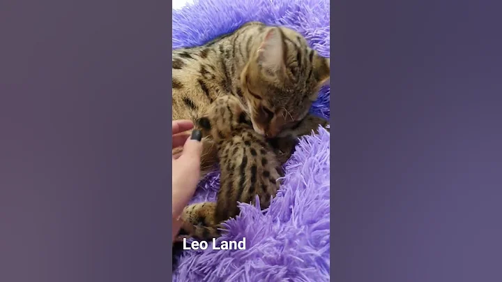 Video 3543841: f1 savannah, baby savannah