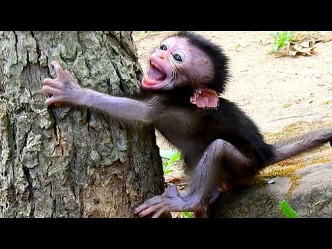 baby-monkey-lost-mom-cries-seizures