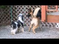 Dog Obedience Group, Wallkill, NY 845-430-1764 Dog Obedience Group, Wallkill, NY 845-430-1764