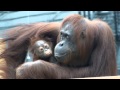 Cute! Baby Orang-utan (2 months old).かわいいオランウータンの赤ちゃん。(生後2ヶ月）。