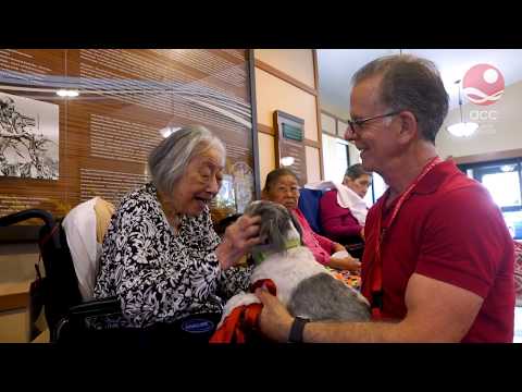 Video: Bezdomovci starší pudl se stává dokonalým rezidentním psem na senior Living Facility