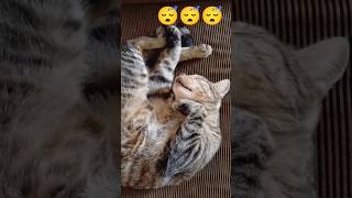 Gata tigrilla y el sillón mágico.