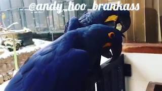 Pair of hyacinth macaw 😍. By Andy Hoo by Andy Hoo 49,552 views 6 years ago 49 seconds