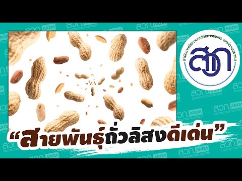 โครงการปรับปรุง พันธุ์ถั่วลิสง ให้มีผลผลิตสูง | สวก.