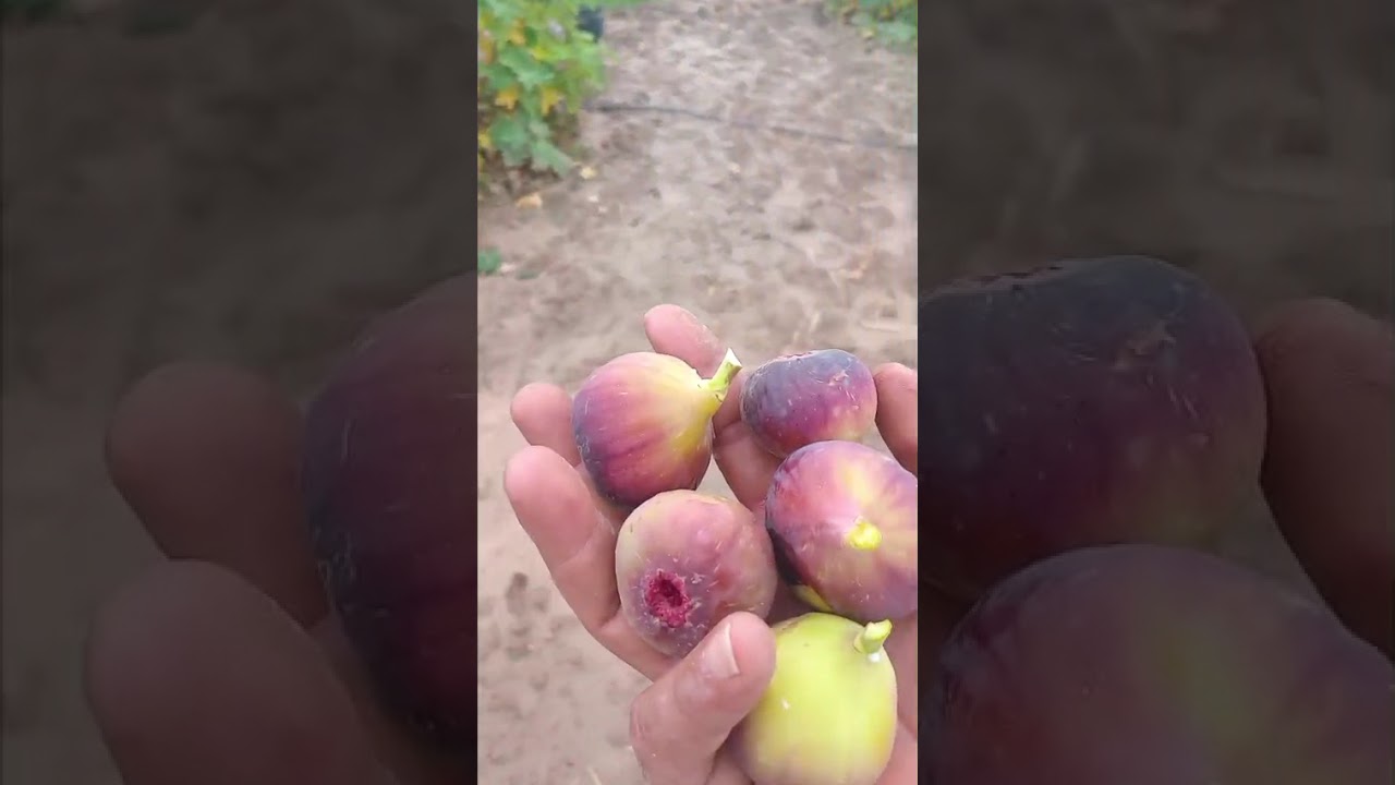 ١١ كانون الأول ٢٠٢٥