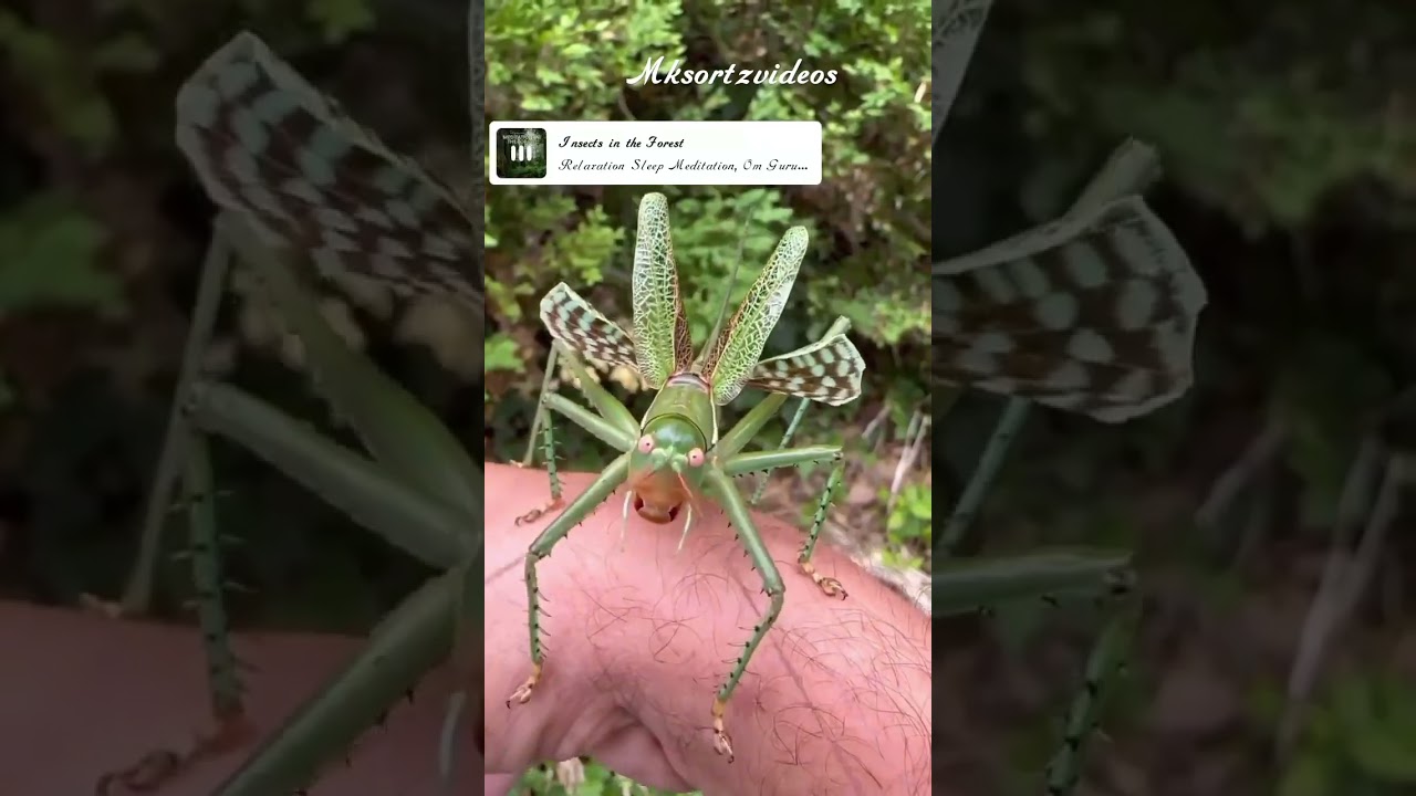 bush cricket/insects /grasshopper / family - tettigoniidae🪲🪲🌿🌿