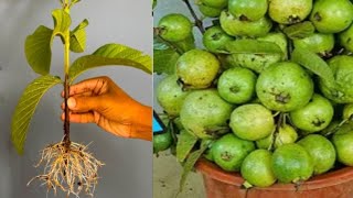 Unlock the Secrets | Propagating Guava Trees from Cuttings