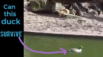 AMAZING DUCK escaping from LIONS