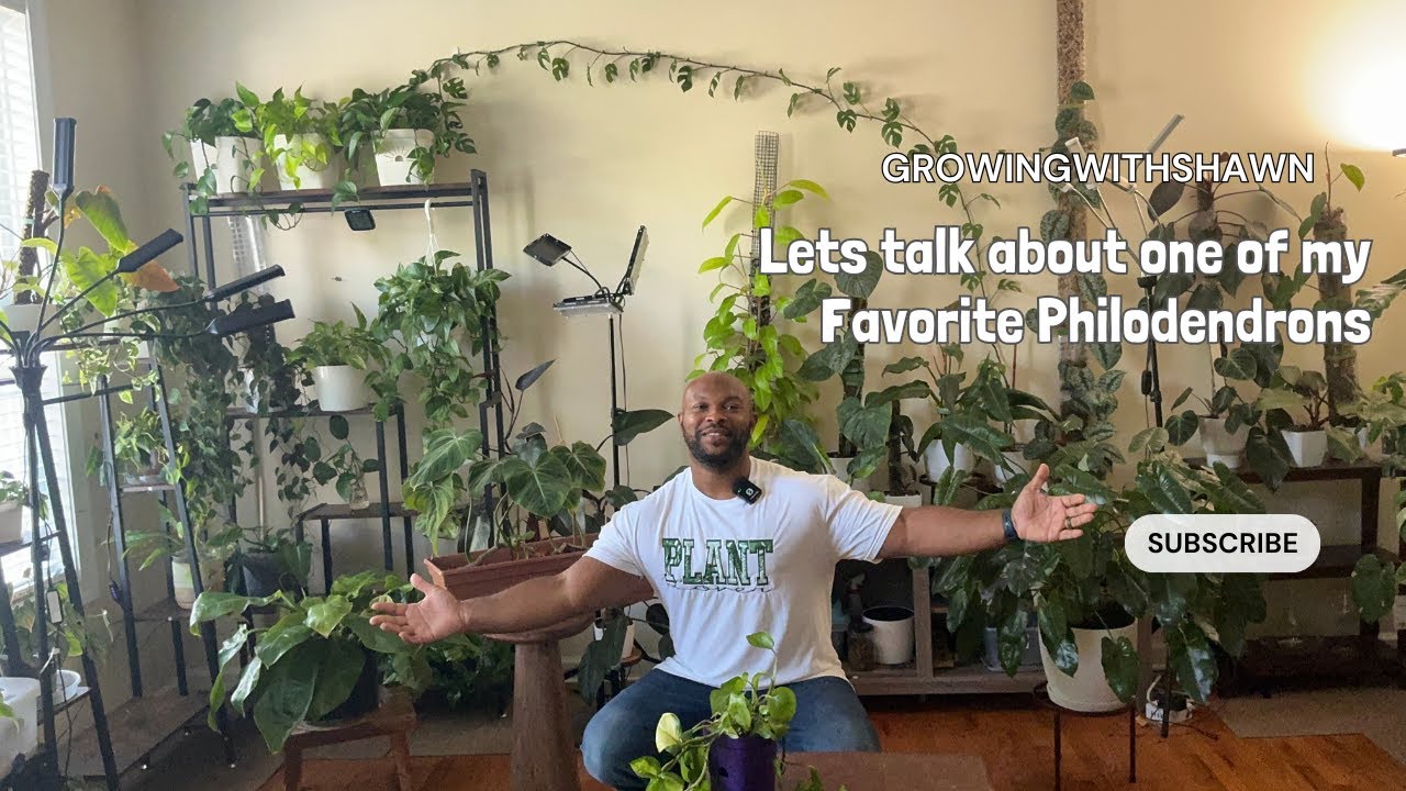 Как я забочусь о своем филодендроне славном