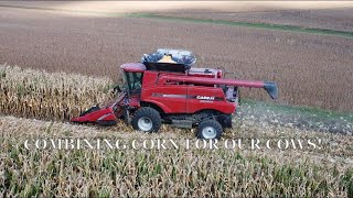 Combining High Yielding High Moisture Corn! #harvest2023 is beginning.