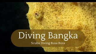 Busa Bora Diving: Bangka’s House Reef Spectacle with Giant Frogfish & Coral Grandeur #scubadiving by Diving and Dogs 156 views 3 weeks ago 9 minutes, 25 seconds